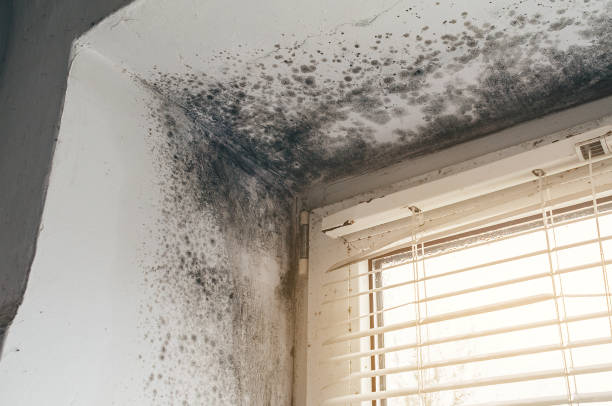 Affordable Mold Cleanup solutions in Clinton, IL